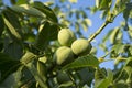 Circassian walnut tree