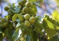 Circassian walnut tree in sunny light Royalty Free Stock Photo