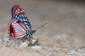 Circe butterfly Royalty Free Stock Photo