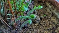 Circinate leaves of fern Royalty Free Stock Photo