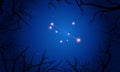 Circinus constellation. Tree branches, starry sky Royalty Free Stock Photo