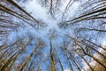 Circle of bare treetops in winter Royalty Free Stock Photo
