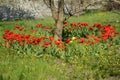 Circle of beautiful blooming red tulips around a tree on a background of green fresh grass and small yellow flowers. Royalty Free Stock Photo