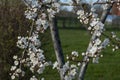 A circle of branches of a blossoming apple tree with white awakening flowers against a background of a spring garden. Royalty Free Stock Photo