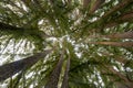 Circle of Coast Redwoods in Portola Valley Royalty Free Stock Photo