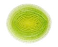 Circle cross-section of green leek