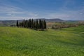 Famous Circle of Cypress trees in Tuscany