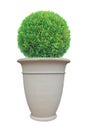 Circle dome shape topiary tree with large Roman style terracotta pot isolated on white background for Japanese and English design
