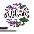 Circle filled Patchoulis inflorescences and flowers with lettering Patchouli. Detailed hand-drawn sketches, vector botanical