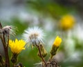 The circle of a flower in 1 picture Royalty Free Stock Photo