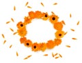 Circle frame of flowers and petal Calendula  Calendula officinalis, pot marigold, ruddles  on a white background Royalty Free Stock Photo