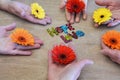 Circle of hands holding multi colored flowers Royalty Free Stock Photo