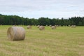 Circle hay bale in field farm agriculture rural landscape meadow straw