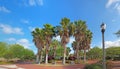 Circle of palm trees on the Beaufort, South Carolina waterfront Royalty Free Stock Photo