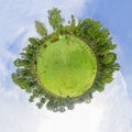 Circle panorama of forest