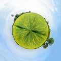 Circle panorama sunhemp field Royalty Free Stock Photo