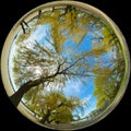 Circle panorama. Willow trees near the river on a sunny spring day. Circular fisheye photo