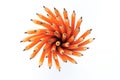Circle of Pencils - Pencil Holder - Image Royalty Free Stock Photo