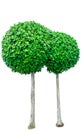 Circle shaped green tree for decorative isolated on white background. Garden decoration with trimmed bush. Green bushes