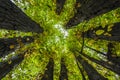 Circle of sweet chestnut trees Royalty Free Stock Photo