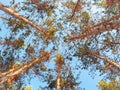 Circle of symmetrical crowns of pines