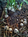 Circle of Three-cornered Garlic Bulbs