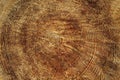 Circle of trees - a cross-section of wood - wood texture with saw cut a young tree in the cut Royalty Free Stock Photo