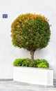 Circle-trimmed miniature tree in a stone pot Royalty Free Stock Photo