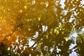 Circle on water level and reflection of tree leaves Royalty Free Stock Photo