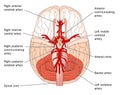 The Circle of Willis