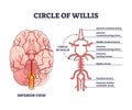 Circle of willis circulatory anastomosis with blood in brain outline diagram