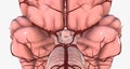 The circle of Willis is the circulatory anastomosis that supplies blood to the brain