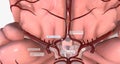 The circle of Willis is the circulatory anastomosis that supplies blood to the brain