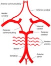 Circle of Willis