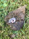 Circled pink earthworm rests on a heart-shaped brown leaf lying on a lush green meadow. Curled pink earthworm on a heart-shaped