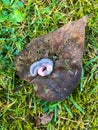 Circled pink earthworm rests on a heart-shaped brown leaf lying on a lush green meadow . Curled pink earthworm on a heart-shaped