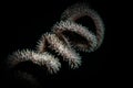 Underwater macro life in the Lembeh Straits of Indonesia Royalty Free Stock Photo