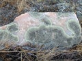 A circles of grey-green lichen on a pink stone