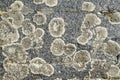 Circles of lichen on a stone close
