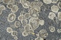 Circles of lichen on a stone close