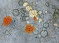 A circles of orange lichen on a grey stone