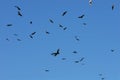 Circling Vultures Royalty Free Stock Photo