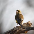 Circuitous green-finch