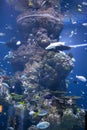 Circular Aquarium - The Marine Life Park, Sentosa, Singapore Royalty Free Stock Photo