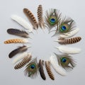 A circular arrangement of various feathers on a gray background. The feathers include Royalty Free Stock Photo