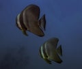 Circular Batfish Platax orbicularis Royalty Free Stock Photo