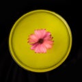 Circular beautiful abstract flat lay flower concept. A single gerbera daisy with yellow acrylic paints and black background Royalty Free Stock Photo