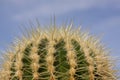 Circular cactus plant in close up with blue sky background stock Royalty Free Stock Photo