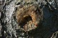Close up shiny circular structure with a hole in middle on bark of fir tree with drop of resin