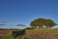 A circular copse of Trees set amongst the Farm fields on the gentle slope of the Strathmore Valley.